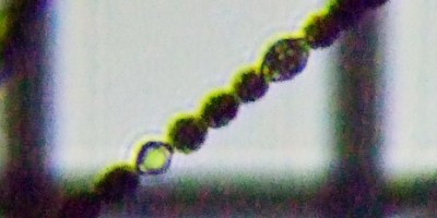 fig.03 �A�i�x�i