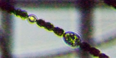 fig.04 �A�i�x�i