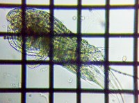 fig.02 �q�Q�i�K�P���~�W���R��