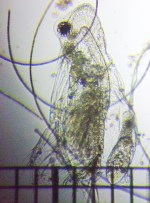 fig.04 �I�I�A�^�}�~�W���R