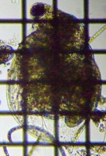 fig.05 �q���l�R�[�~�W���R