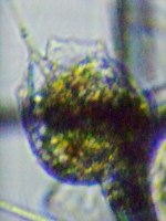 fig.07 �R�K�^�c�{�����V