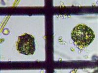 fig.09 �E�Y�I�r���V��