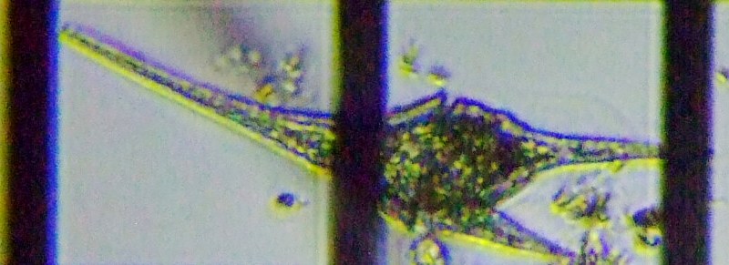 fig.10 �c�m�I�r���V