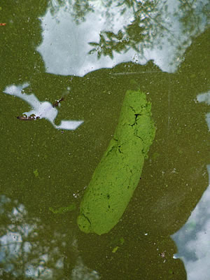 fig.01 �\�E�M���̕���i�O�X���R�O���j