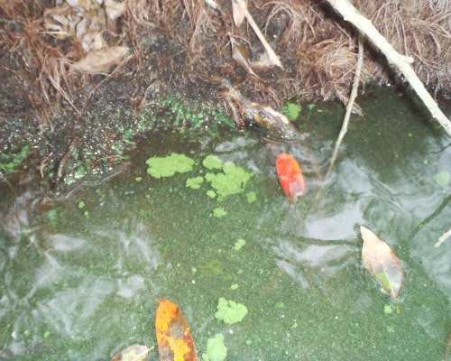 fig.02 ���ʂɕY���\�E�M���̕���i�P�O���O�Q���j