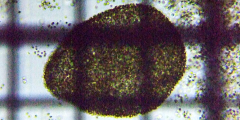 fig.05 ����̌����ʐ^