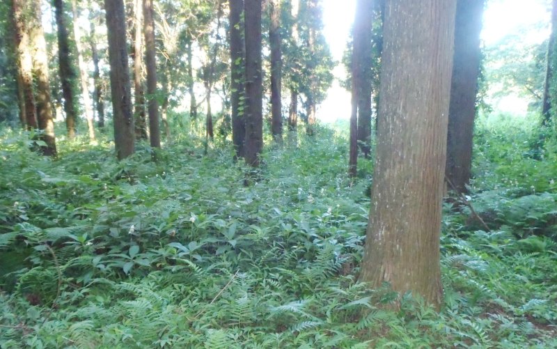 fig.00 �Y�փP�r�̃��u�~���E�K�Q��