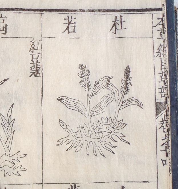 fig.04 �悵����ˑ��w�{���j�ځx�́u�m��v�}