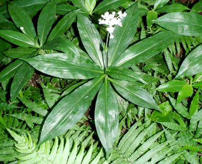 fig.08 �S���̏��