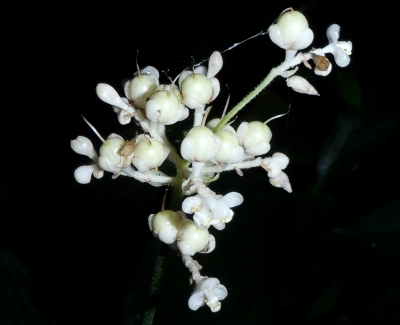 fig.10 �Ԃ̏��