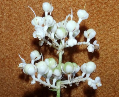 fig.11 �ԂƉʎ��̏��