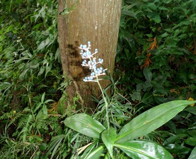 fig.12 �����n�̏�