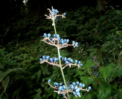 fig.13 �ʎ��̏��