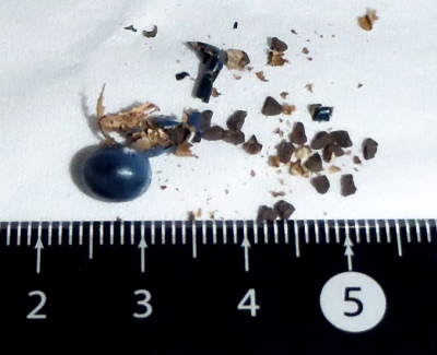 fig.15 ��q�̏�