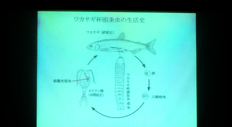 fig.13 �O�O��w��w�@����w�����ȋe�r�q�q����
�w���J�T�M�t���𒎂̕��z�Ɛ����j�x