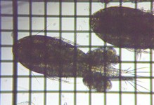 fig.01 �P���~�W���R��