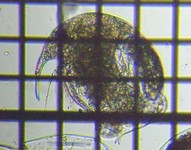 fig.02 �]�E�~�W���R