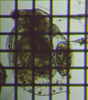 fig.03 �q���l�R�[�~�W���R