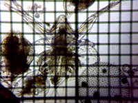 fig.04 �I�I�A�^�}�~�W���R