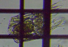 fig.06 �n�l�E�f�����V�̈��