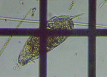 fig.07 �c���i�K�l�Y�~�����V