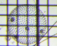 fig.08 �{���{�b�N�X��