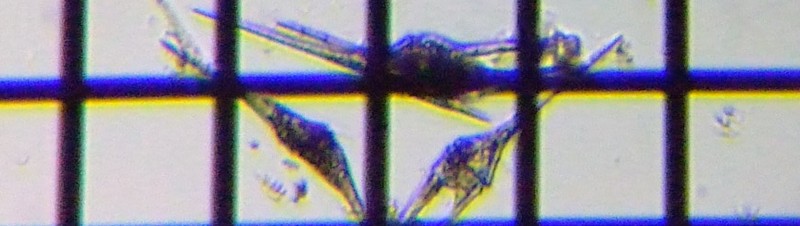 fig.10 �c�m�I�r���V