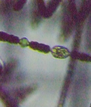 fig.01 �A�i�x�i