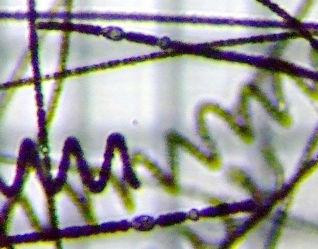 fig.02 �A�i�x�i