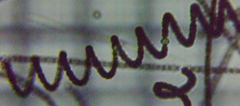 fig.03 �A�i�x�i