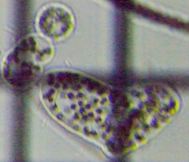 fig.05 �~�N���L�X�e�B�X