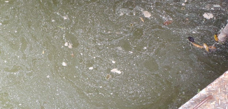 fig.01 �Y�փP�r�̃V���R���ہi�{�[�g�V���j