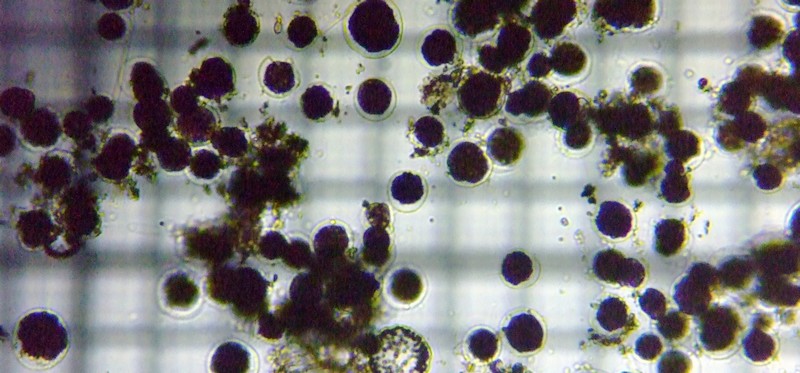 fig.03 �����̗l�q