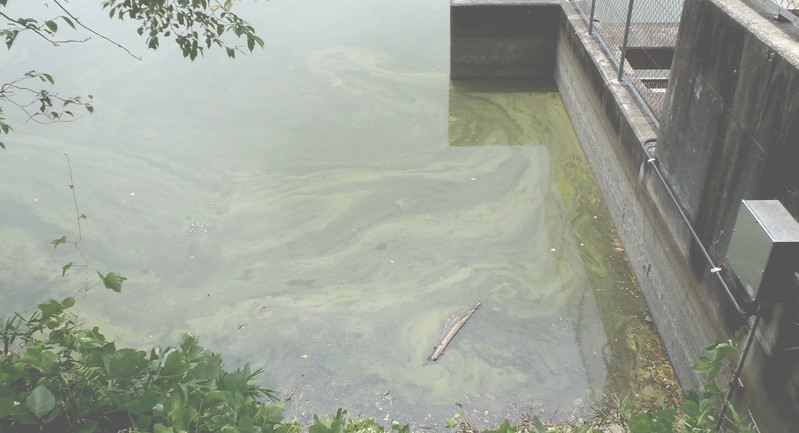 fig.08 �A�I�R���ۂ̉Q����i�g���@�ꉡ�j