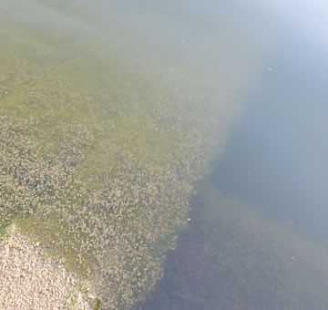 fig.10 ����̊D���F���a��