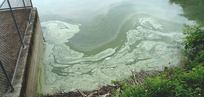 fig.01 �Y�փP�r�̃V���R����