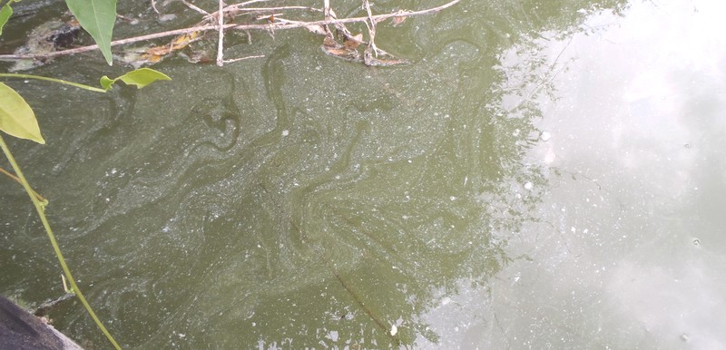 fig.02 �Y�փP�r�̃V���R���ہi�{�[�g�V���j