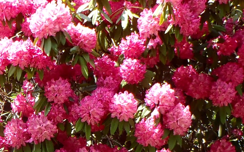 fig.00 �Z�C���E�V���N�i�Q'���z'