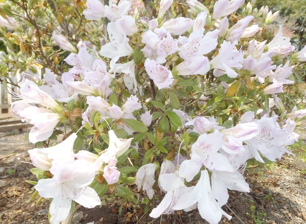 fig.09 ���J�T�M�i�S�i�j