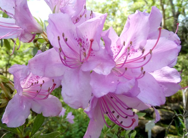 fig.11 �L�V�c�c�W�@�T�قP�O�Y�B