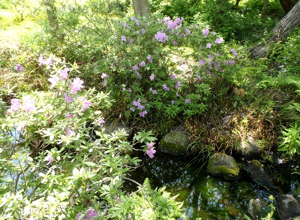 fig.12 �L�V�c�c�W�i�S�i�j