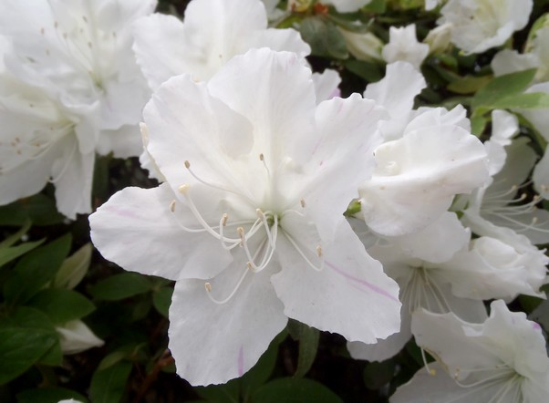 fig.13 ��̏����@�U�قP�P�Y�B