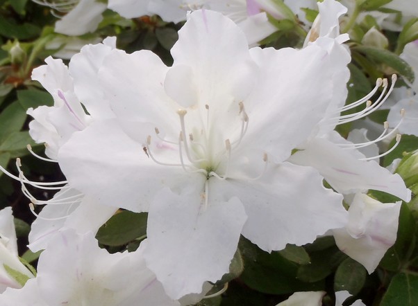 fig.14 ��̏����@�U�قP�O�Y�B