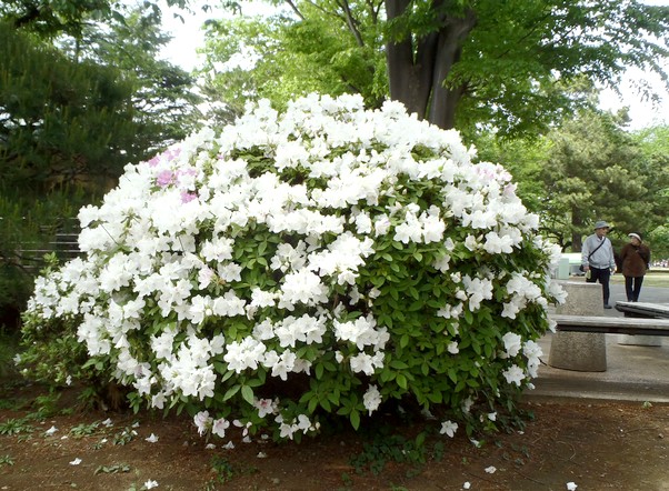 fig.15 ��̏����i�S�i�j