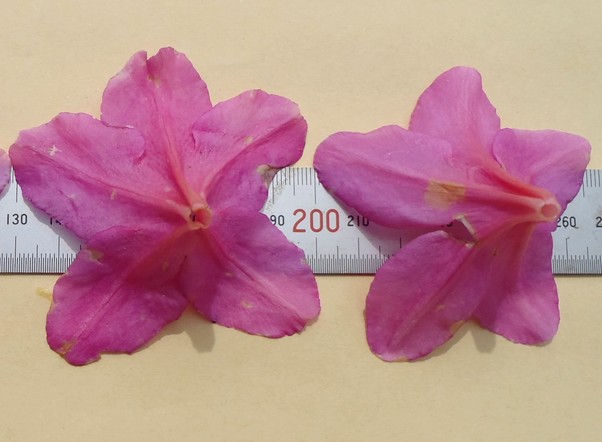 fig.17 �I�I�����T�L�i�ԕق̌a�j