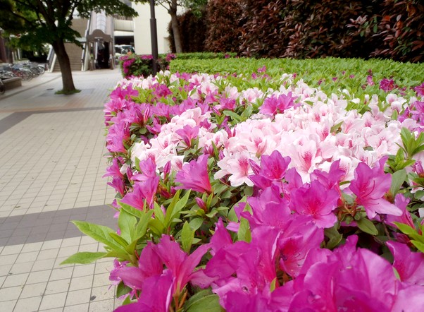 fig.18 �I�I�����T�L�i�S�i�j