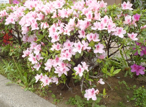 fig.21 ���i�S�i�j