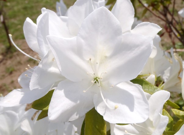 fig.23 �����@�T�قP�O�Y�B