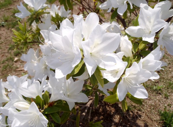 fig.24 �����i�S�i�j